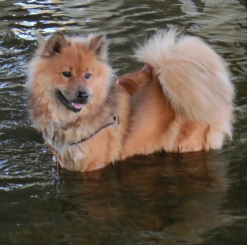 balder balder Ronja solfagur