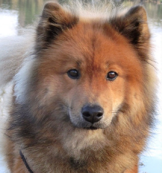balder balder Ronja solfagur